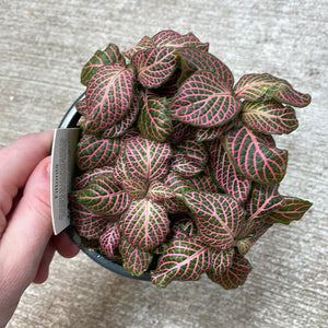 Fittonia sp. 4" - Assorted Nerve Plant