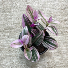 Load image into Gallery viewer, Tradescantia Nanouk 4&quot;