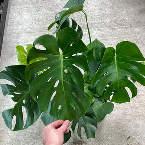 Monstera deliciosa 8" - Split Leaf Philodendron