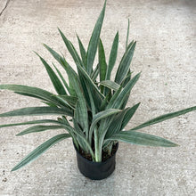 Load image into Gallery viewer, Sansevieria Sayuri 10&quot; - Snake Plant