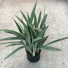 Load image into Gallery viewer, Sansevieria Sayuri 10&quot;