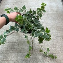 Load image into Gallery viewer, Ivy Indoor Assorted 6&quot;