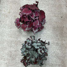Load image into Gallery viewer, Begonia sp. 6&quot; - Rex Begonia Assorted