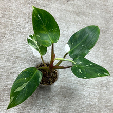 Load image into Gallery viewer, Philodendron White Princess  Cup Plant &#39;F&#39;