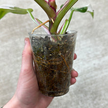 Load image into Gallery viewer, Philodendron White Princess  Cup Plant &#39;B&#39;