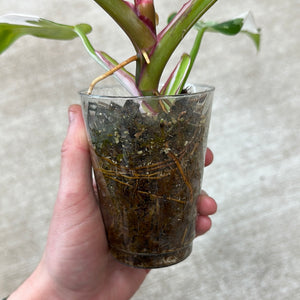 Philodendron White Princess  Cup Plant 'B'