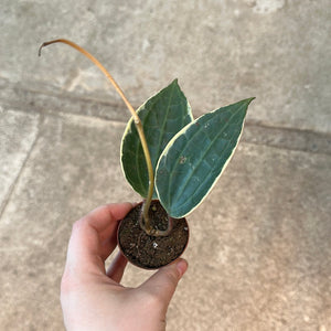 Hoya sp. 2" - Assorted Hoya