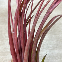 Load image into Gallery viewer, Capitata Maroon 7-10&quot;