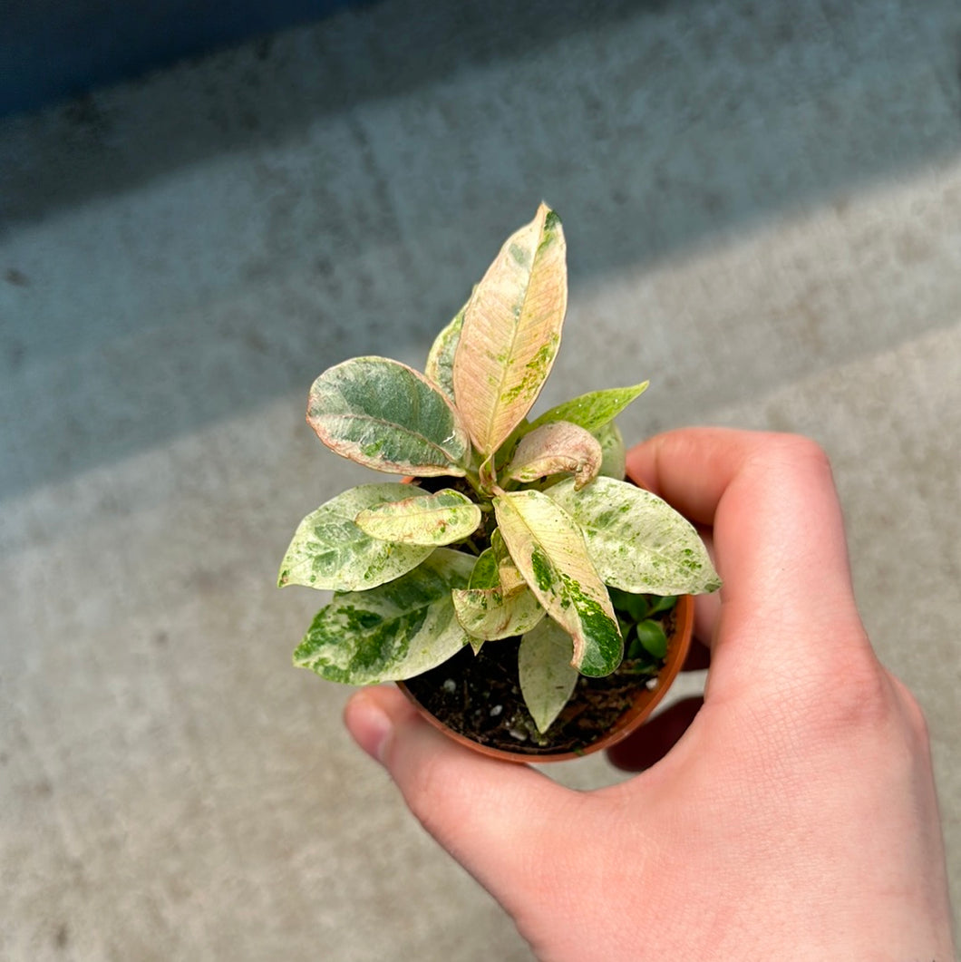 Ficus Shivereana 2