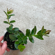 Load image into Gallery viewer, Hoya cumingiana 4&quot;