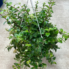 Load image into Gallery viewer, Aeschynanthus sp. variegata 8&quot; - Variegated Lipstick Plant