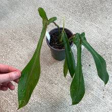 Load image into Gallery viewer, Philodendron joepii 4&quot;