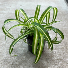 Load image into Gallery viewer, Chlorophytum &#39;Bonnie&#39; 4&quot;