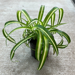 Chlorophytum 'Bonnie' 4"