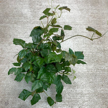 Load image into Gallery viewer, Cissus sp. 6&quot;