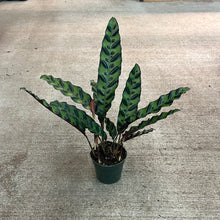 Load image into Gallery viewer, Calathea lancifolia 4&quot;