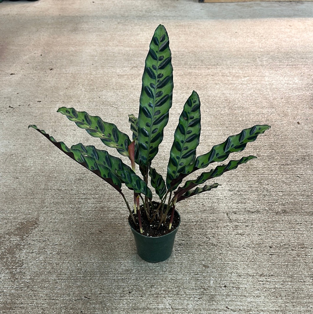 Calathea lancifolia 4