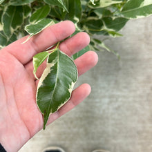 Load image into Gallery viewer, Ficus Starlite 8&quot; HB