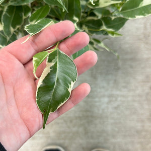Ficus Starlite 8" HB