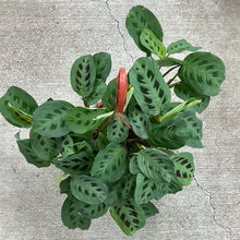 Load image into Gallery viewer, Maranta sp. 8&quot; HB - Green Prayer Plant