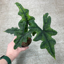 Load image into Gallery viewer, Alocasia sulawesi &#39;Jacklyn&#39; 4&quot;