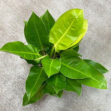 Load image into Gallery viewer, Philodendron &#39;Moonlight&#39; 6&quot;