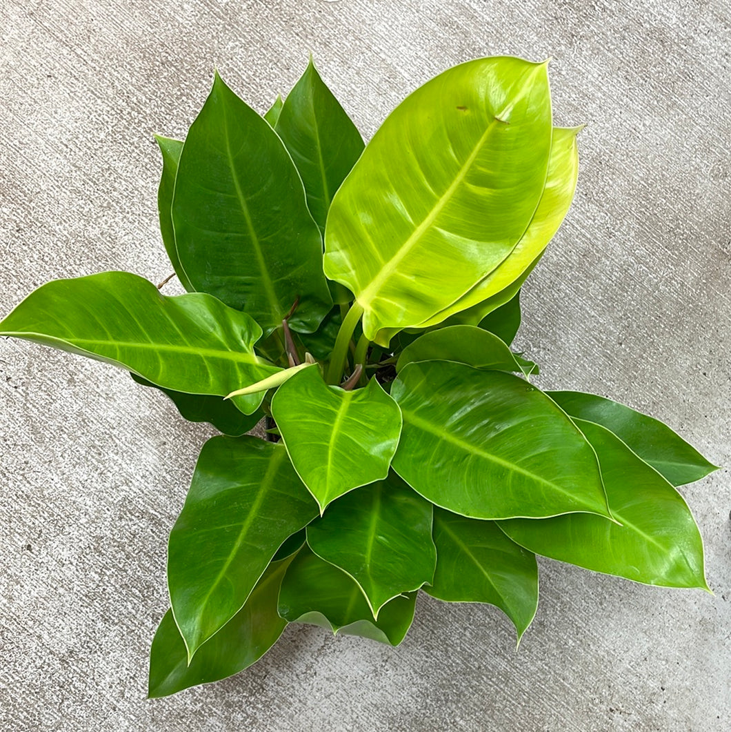 Philodendron 'Moonlight' 6