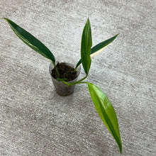 Load image into Gallery viewer, Epipremnum amplissimum variegata &#39;Cup C&#39;