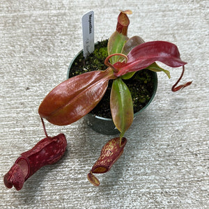 Assorted Nepenthes 4"