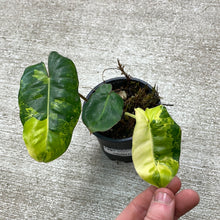 Load image into Gallery viewer, Philodendron Burle Marx Variegata 4&quot;