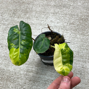Philodendron Burle Marx Variegata 4"