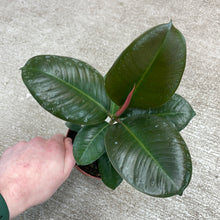 Load image into Gallery viewer, Ficus sp. Sofia 4&quot;