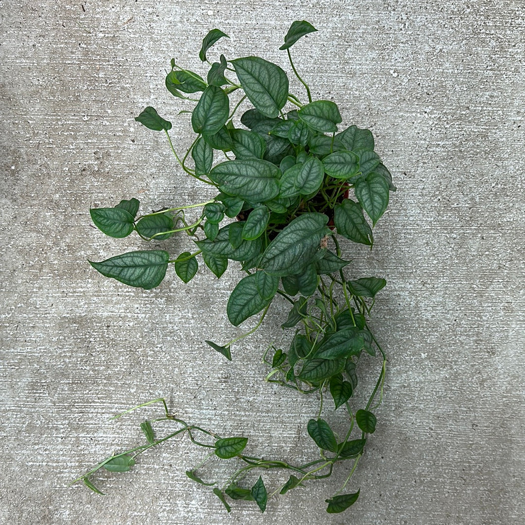 Monstera Siltepecana 6
