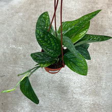 Load image into Gallery viewer, Monstera Peru 6&quot; HB