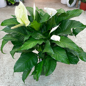 Spathiphyllum 'Sweet Pablo'10" - Sweet Pablo Peace Lily
