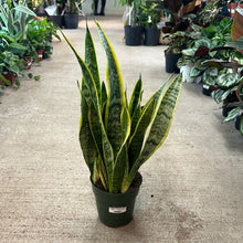 Load image into Gallery viewer, Sansevieria laurentii 6&quot; - Variegated Snake Plant