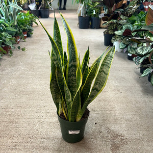 Sansevieria laurentii 6" - Variegated Snake Plant