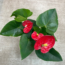 Load image into Gallery viewer, Anthurium Asst 6&quot;