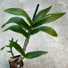 Load image into Gallery viewer, Dendrobium Somklat White