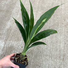 Load image into Gallery viewer, Phaius. Lady Ramona Harris
