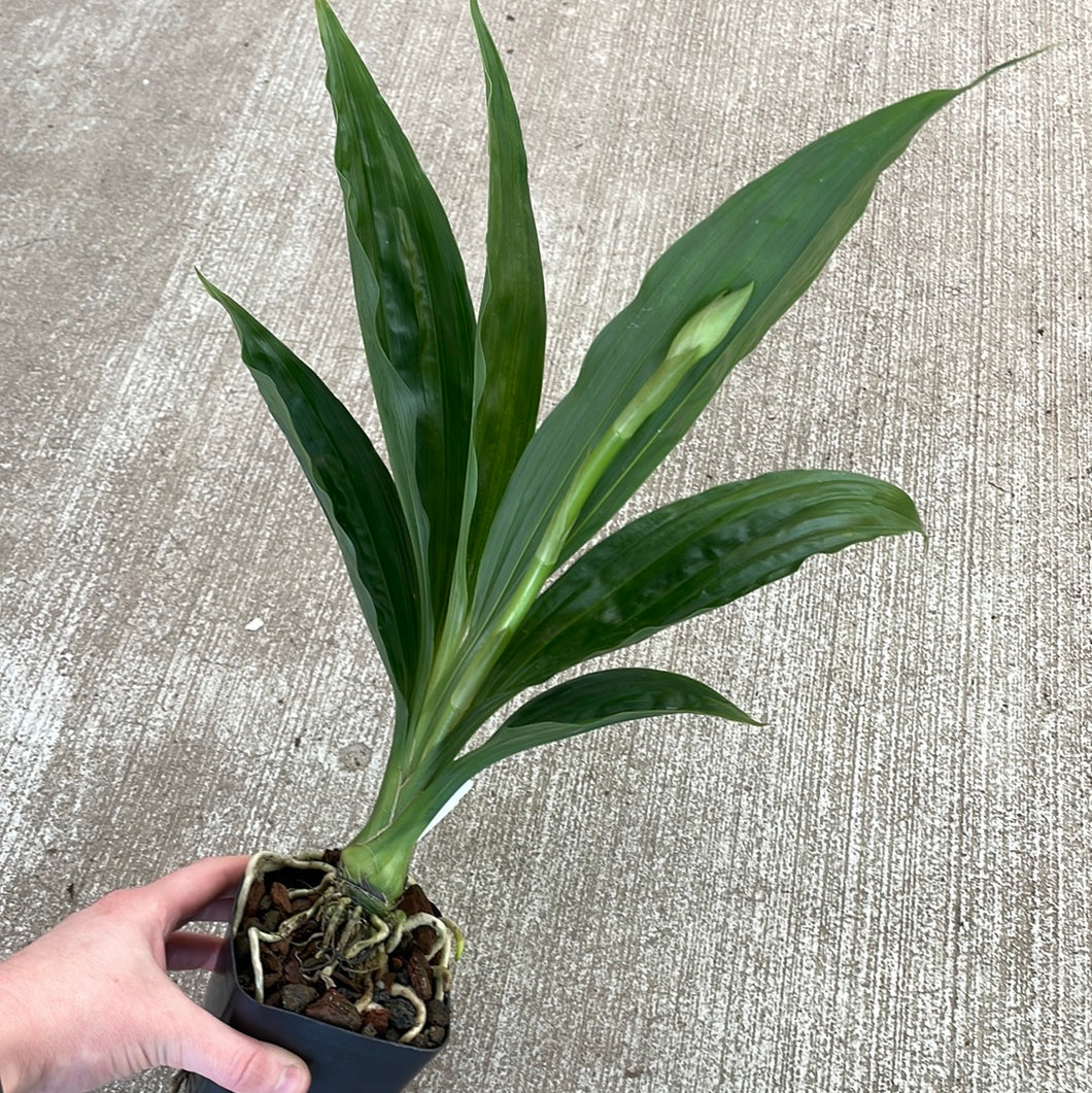 Phaius. Lady Ramona Harris