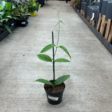 Load image into Gallery viewer, Hoya campanulata 4&quot;