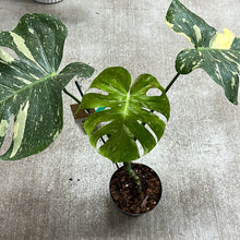 Load image into Gallery viewer, Monstera Thai Constellation Large 6&quot; - Plant &quot;E&quot;