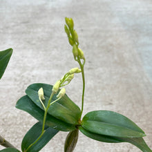 Load image into Gallery viewer, Dendrobium Mini Snowflake 4&quot;