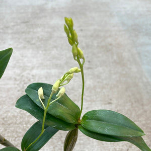 Dendrobium Mini Snowflake 4"