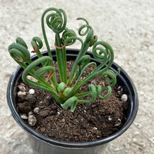 Load image into Gallery viewer, Albuca Frizzle Sizzle 4in