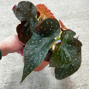 Begonia sp. 6" - Assorted Premium Angel Wing Begonia