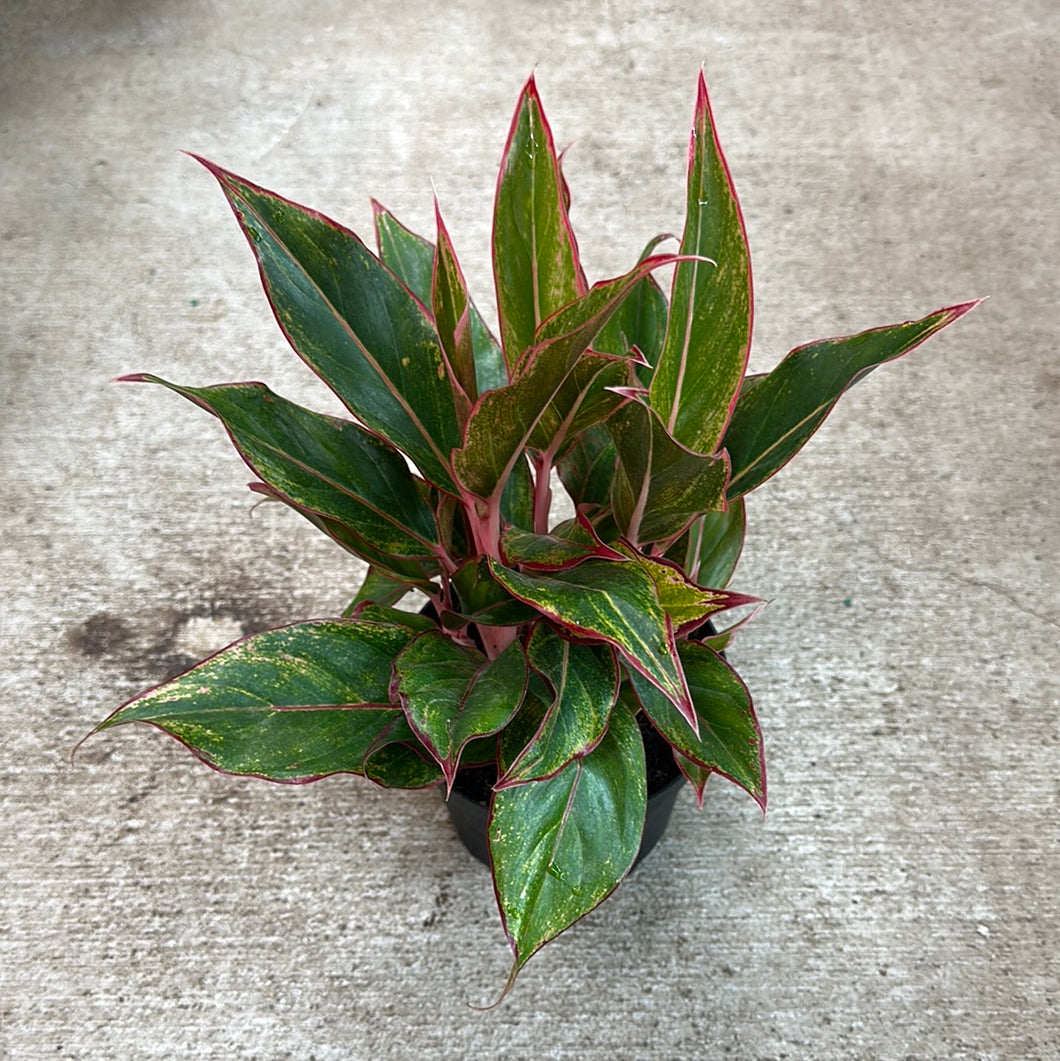 aglaonema siamense Aglaonema Siam 6"