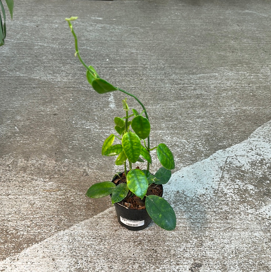 Hoya sussela 4