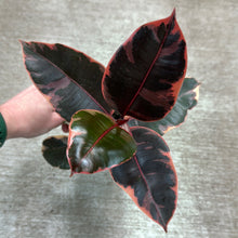 Load image into Gallery viewer, Ficus decora &#39;Ruby&#39; 4&quot;